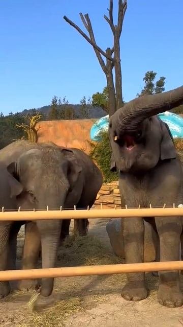 Слон имитирует Вертолёт 🐘😳 #shorts #funny #юмор