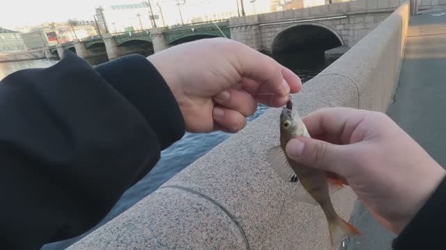 бодрые окушки напротив Авроры✅