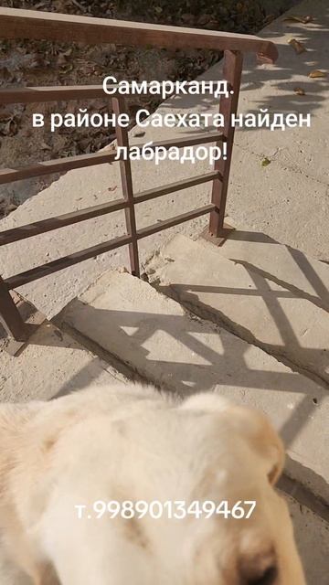 найден лабрадор!