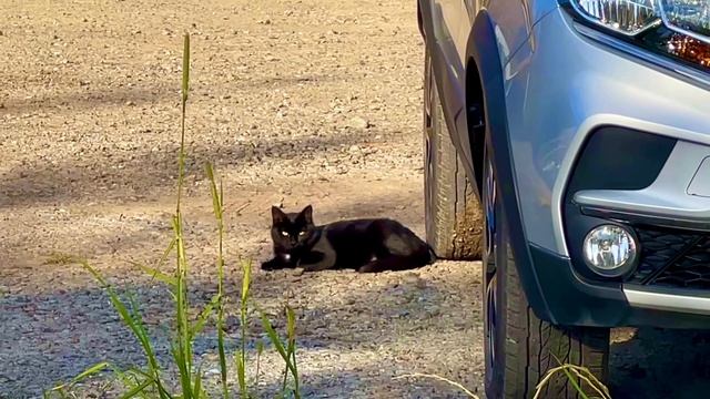 Осенние улицы города 🍂🐈🍁🌾🌿🍂