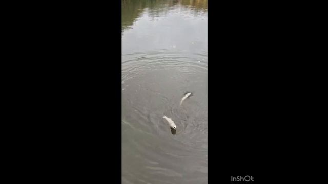 1000084668.mp4