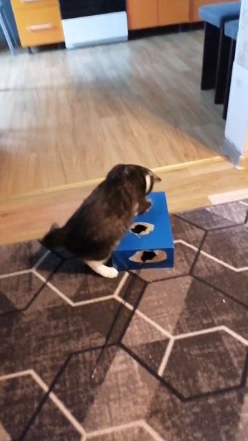 VID-20250904-WA0008.mp4