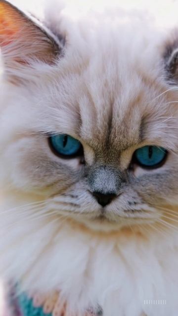 DKWX-Life Rhythm  #animalshorts, #viral, #newmusic #catlovers