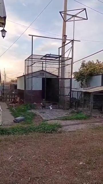 Оренбуруг Татарский Каргала голуби дядя Рашита