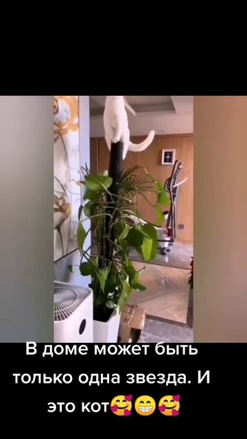 Утренняя звезда🐱👏👍