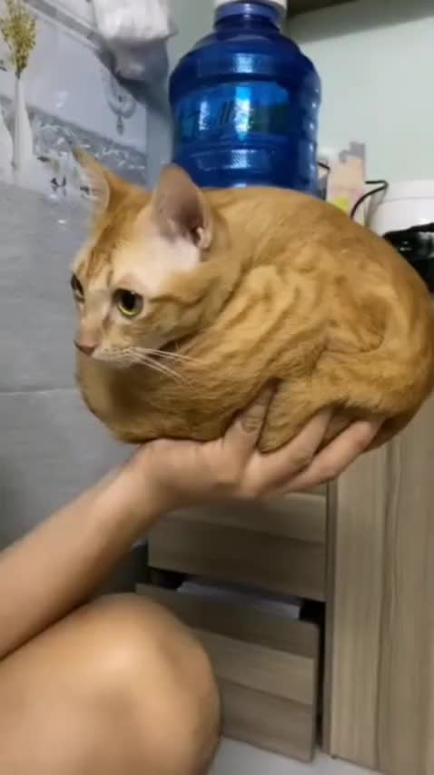 Это новый смешарик или колобок?🤔🍑