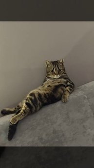 Мистер кот