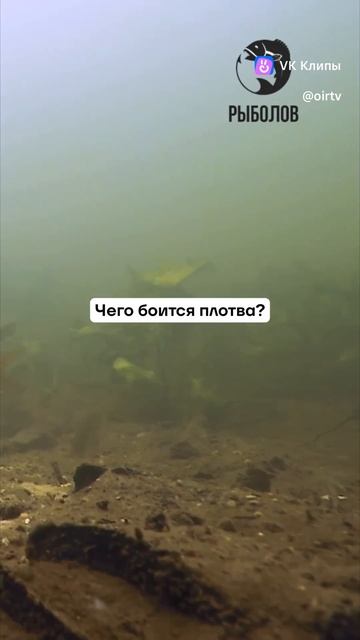 #рыбалка #плотва