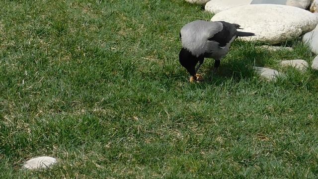 26=03=2025 ник ПАРК СЕРГЕЯ ГАЛИЦКОГО. ЯПОНСКИЙ ДВОРИК. ПВН. MP4 (205)