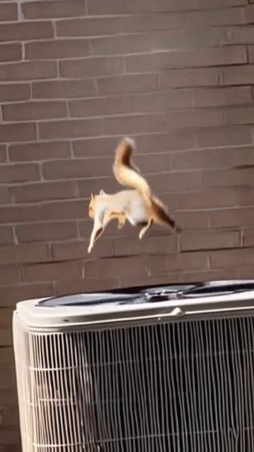 1000084231.mp4
