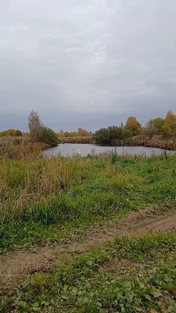 Белые лебеди.