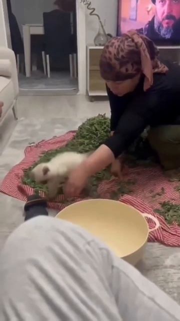 Опа и в домике
