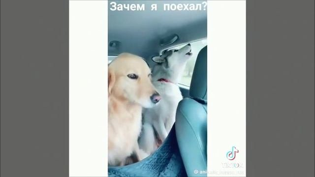 Хаски тоже любят петь 🎤