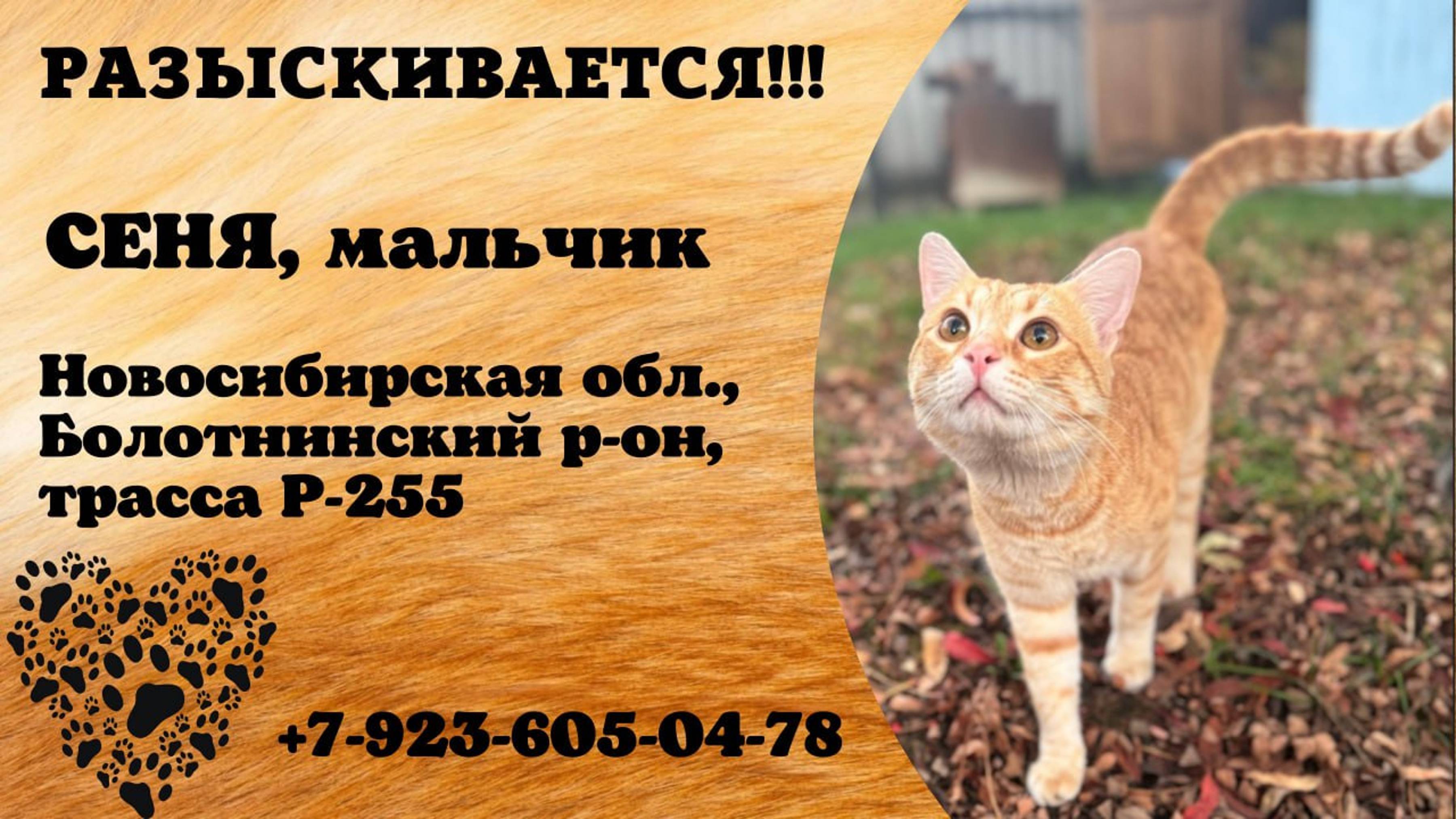 Пропал кот! СЕНЯ. Мальчик. Новосибирская обл, Болотнинский р-он, Трасса Р-255