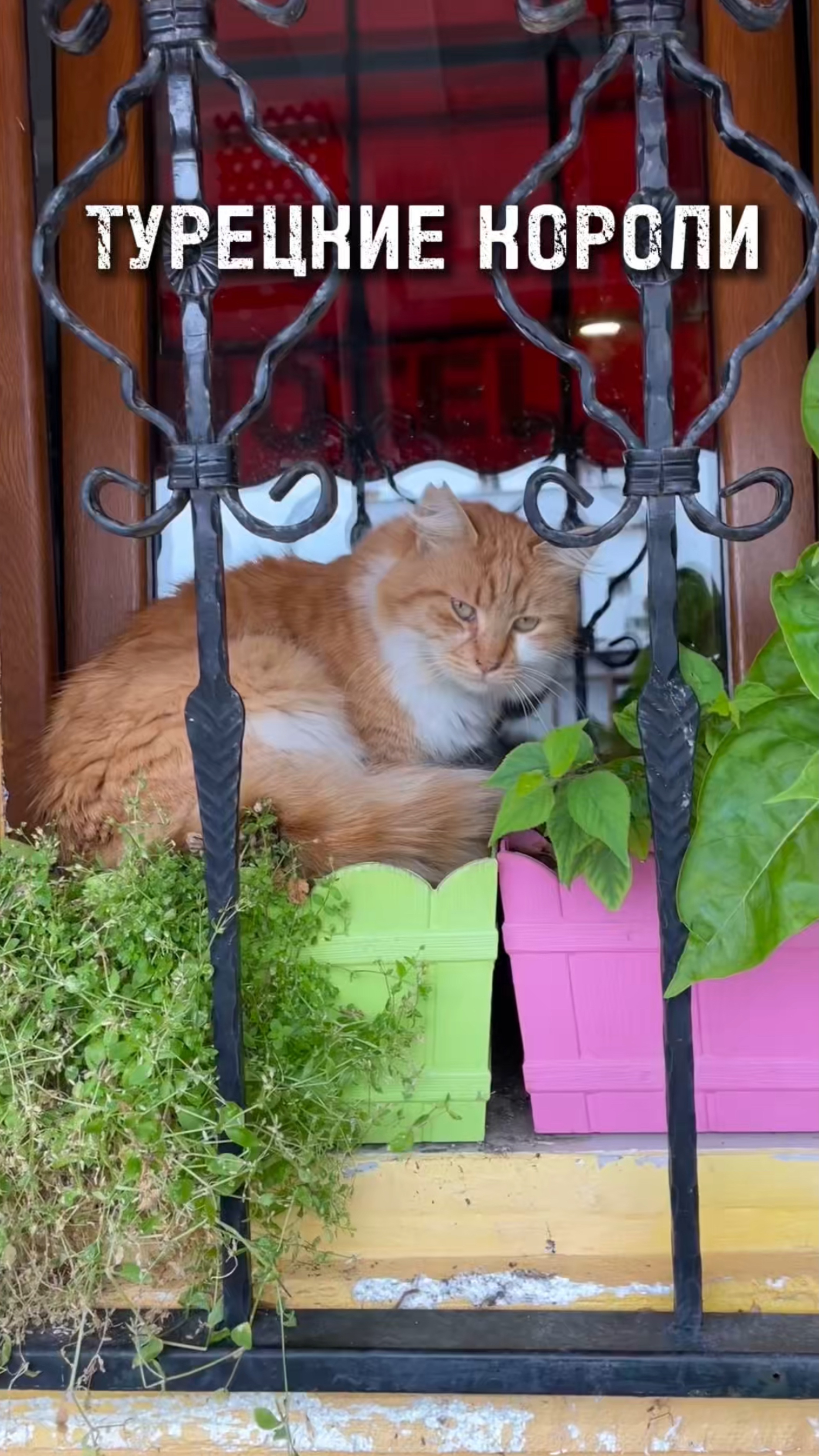 Хорошо быть котиком в Стамбуле)