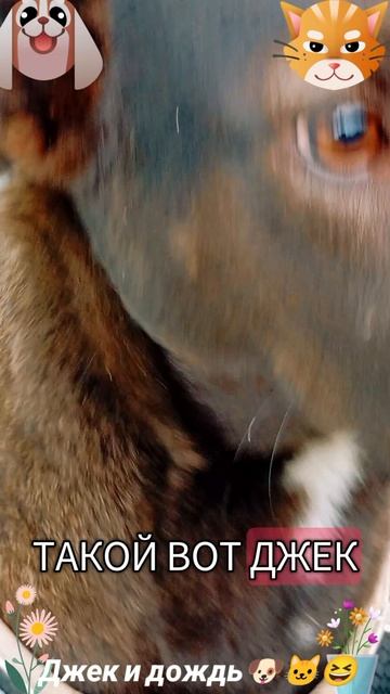 Дождь и Джек🐶🐱😅