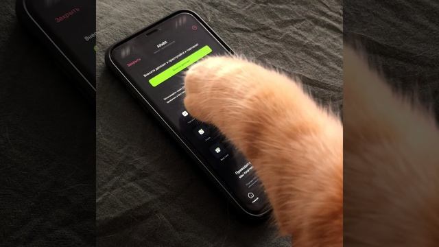 Покупай крипту, даже если у тебя лапки | платформа AlfaBit