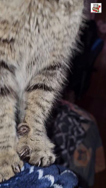 С Добрым утром от Пуси 🌞❤️😻