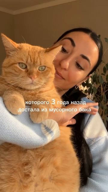 Для меня это самая дорогая порода котов и я сейчас совсем не про деньги говорю 😉