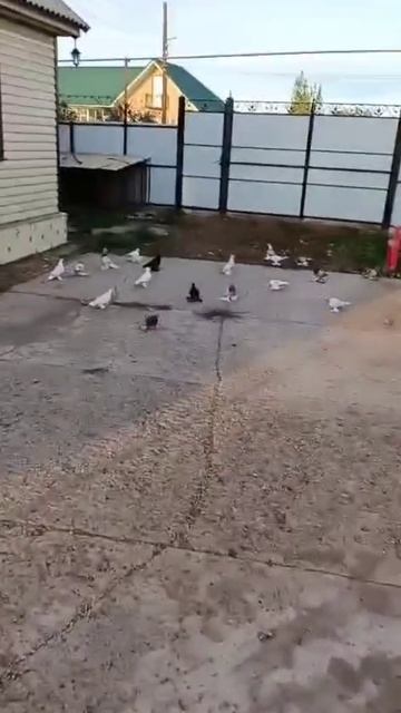 Оренбуруг Татарский Каргала голуби дядя Рашита