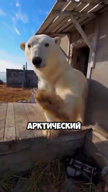 Медведи поселились в заброшенном доме [OGN]