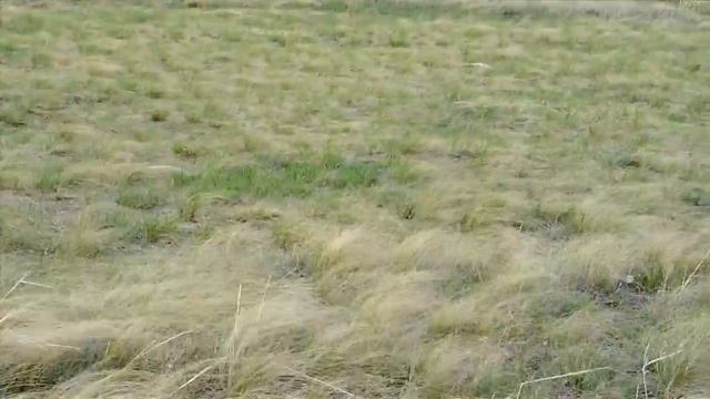 Ковыль в степи.