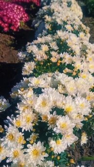 Хризантема