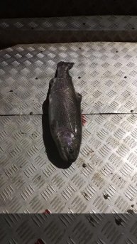 уловы рыбаков в Рыбин Гуде