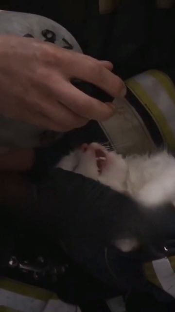 Спасение котика