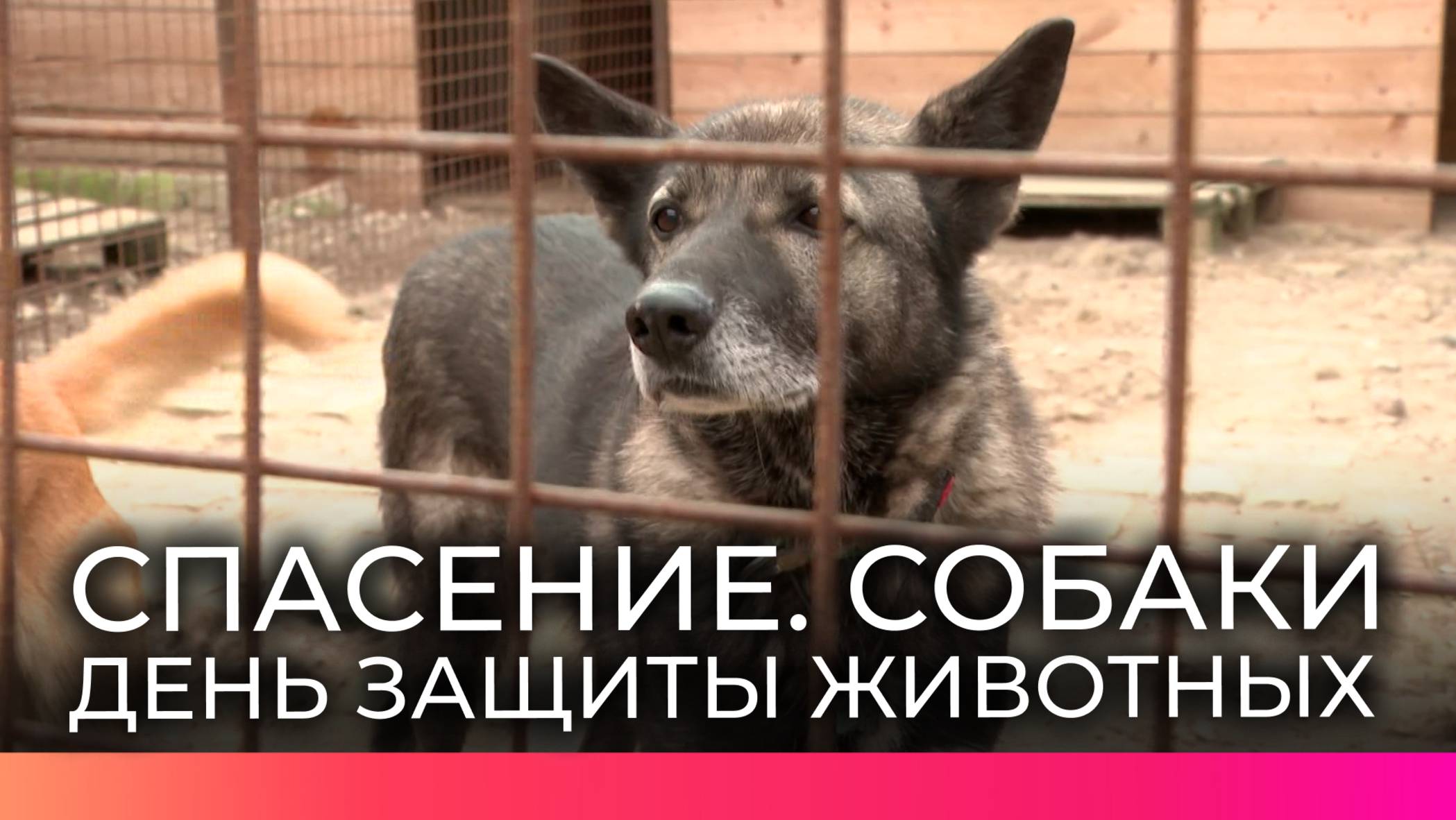 Новгородцы приняли участие в благотворительной акции для животных