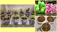 Отсадка и рассадка деток фиалок. Купила цикламены. Посадка цикламенов.