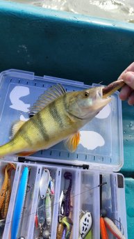 РЫБАЛКА В АСТРАХАНИ! ДЕНЬ ПЕРВЫЙ! #рыбалка #fish #fishing #природа #отдых #рыба #shorts #красота