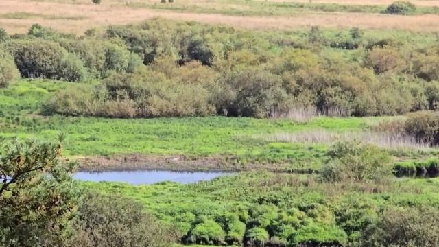 Вид на реку Сороть с Савкиной горки