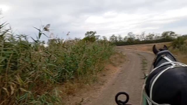 еду на Зайчике полями 2