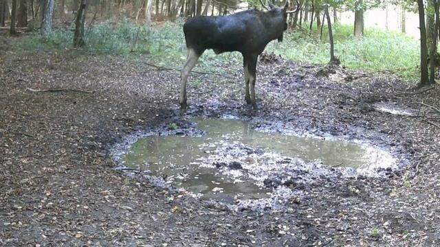 Фото ловушка лось