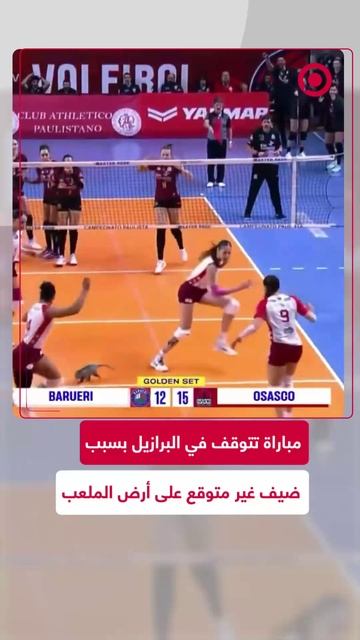 مباراة كرة طائرة تتوقف في البرازيل بسبب ضيف غير متوقع