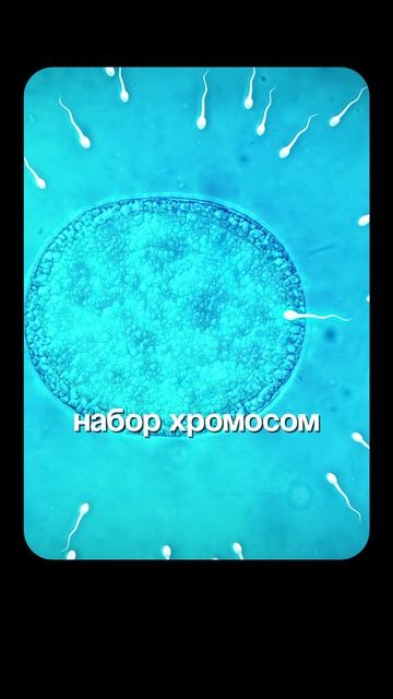 Как определяется ПОЛ ребёнка? | Глеб Соломин, Северинов, Алипов