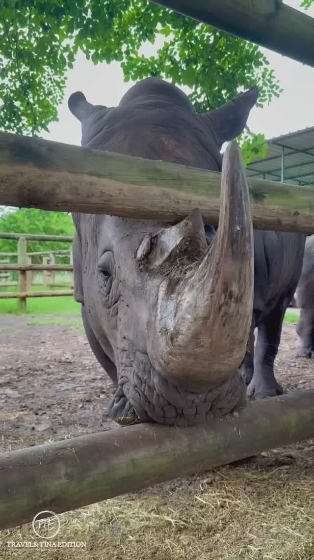Харизматичные носороги в парке Касела. Charismatic rhinos at Casela Nature Parks. shorts носорог