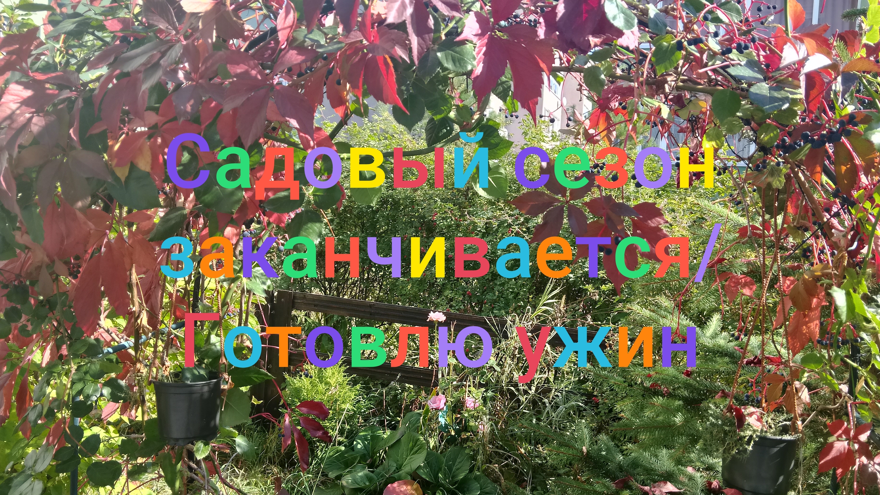 Садовый сезон заканчивается/ Готовлю ужин