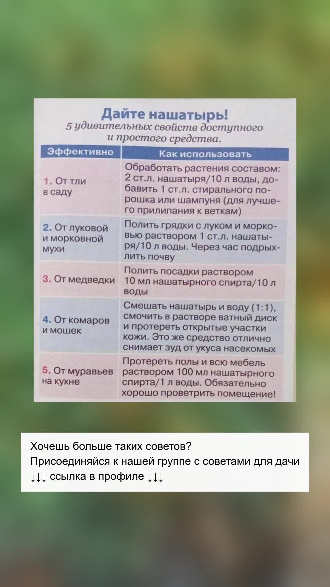 Пять секретов нашатыря для дачи