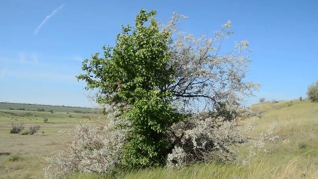 Жаворонок и ковыль.