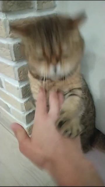 Когда воспитывался у монахов Шаолинь😺🤣👍