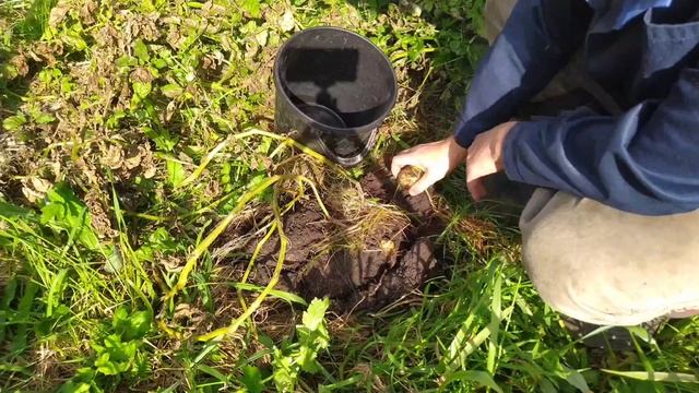 Картофель из ростков от посадки до урожая