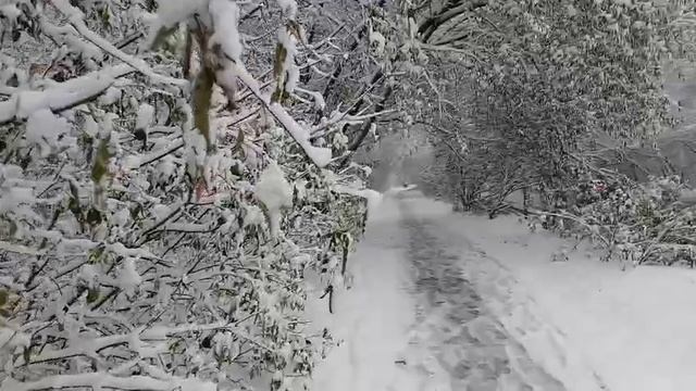 Новосибирск сегодня. Заснеженный Новосибирск. Снегопад в Новосибирске