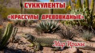 Суккуленты ●Крассулы древовидные ●