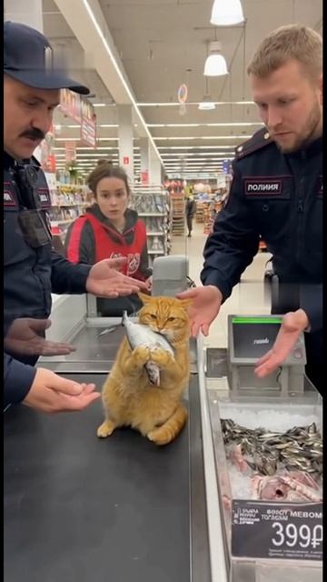 Кот хочет взять в магазине большую рыбу.