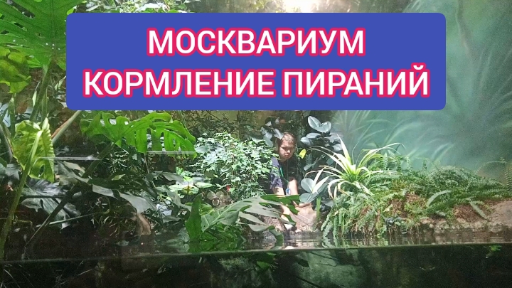 МОСКВАРИУМ. КОРМЛЕНИЕ ПИРАНИЙ