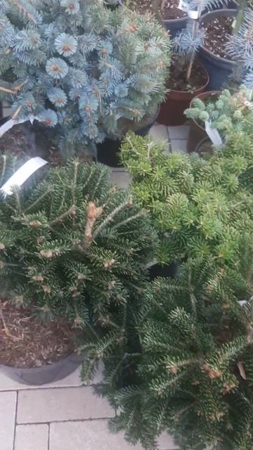 ❤🌲Красивые и декоративные хвойные растения в ассортименте
✔Продажа в телеграм канале
https://t.me/lo