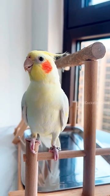 Смешные животные