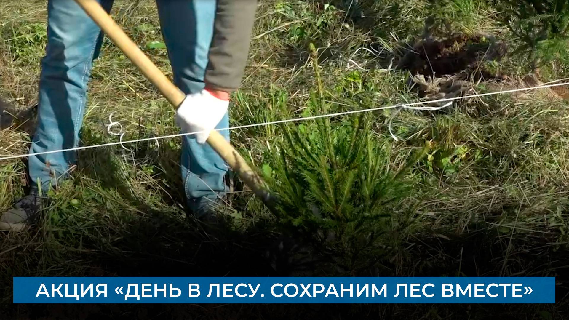 Акция «День в лесу. Сохраним лес вместе»